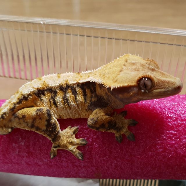 Tri Drippy Extreme Harlequin White Spot