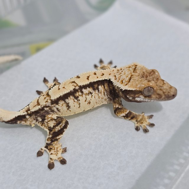 노멀 트라이 익스트림할리퀸 화이트스팟