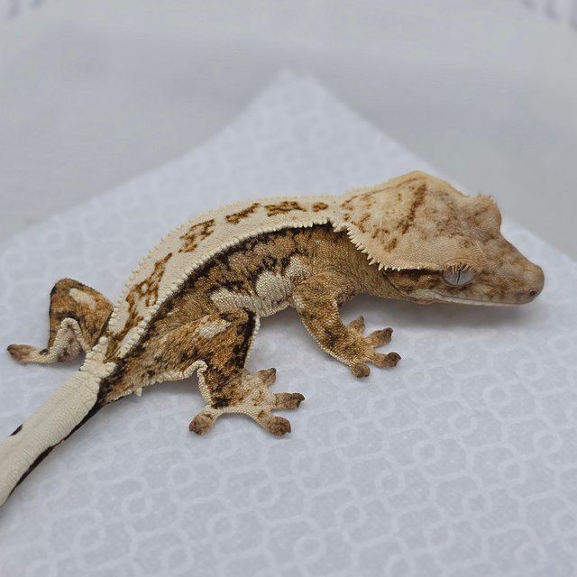 Cream Creamsicle Drippy Quad Pinstripe
