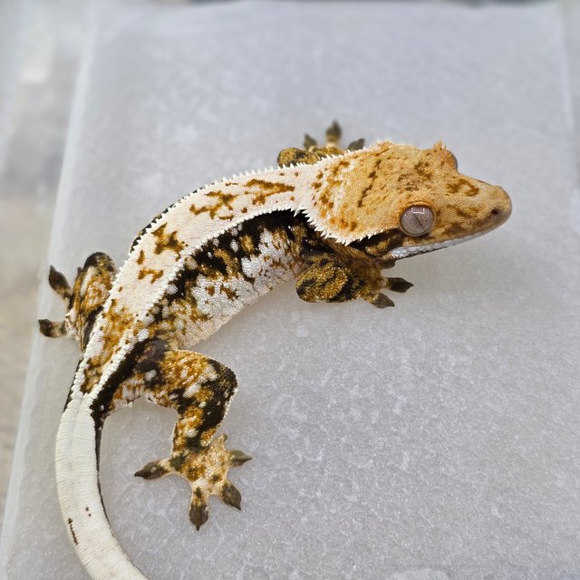 Quad Pinstripe Normal White Spot Drippy