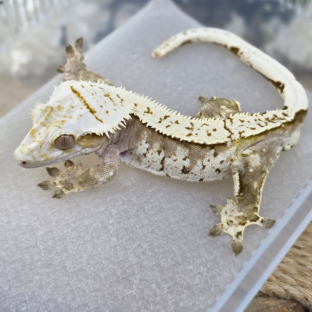 Normal Cream Creamsicle Yellow Pinstripe Extreme Harlequin