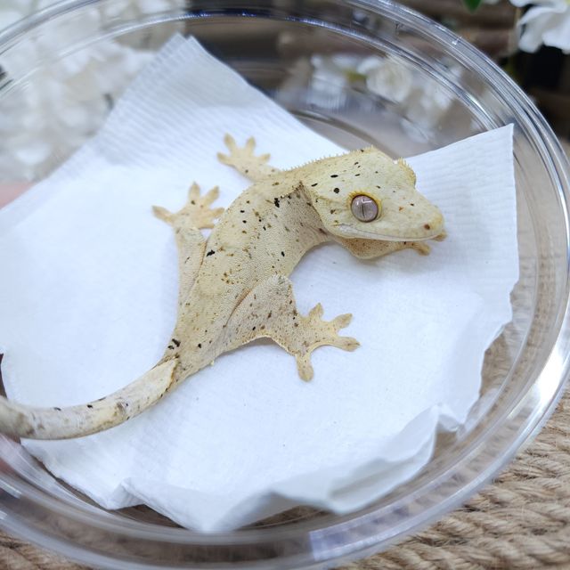 달마시안 슈퍼달마시안
