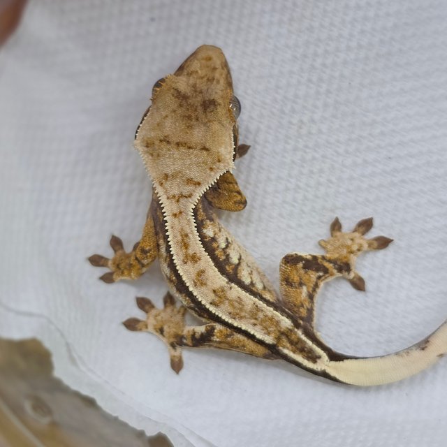 Normal Tri Extreme Harlequin Drippy White Spot Pinstripe