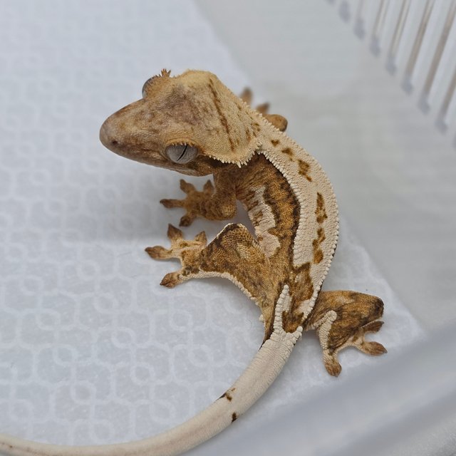 Cream Creamsicle Drippy Quad Pinstripe