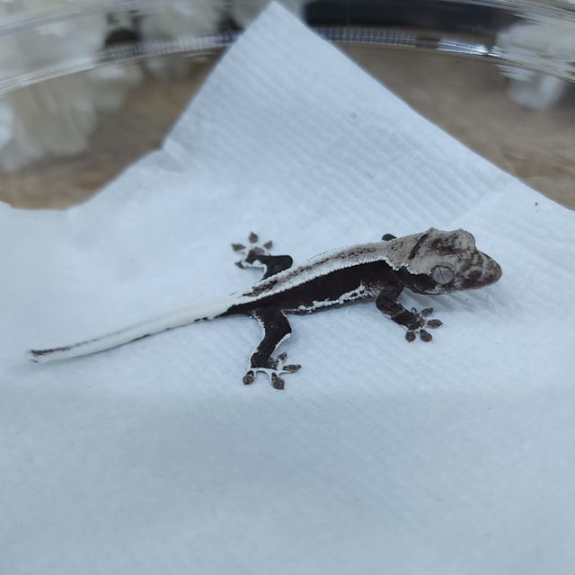 릴잔틱