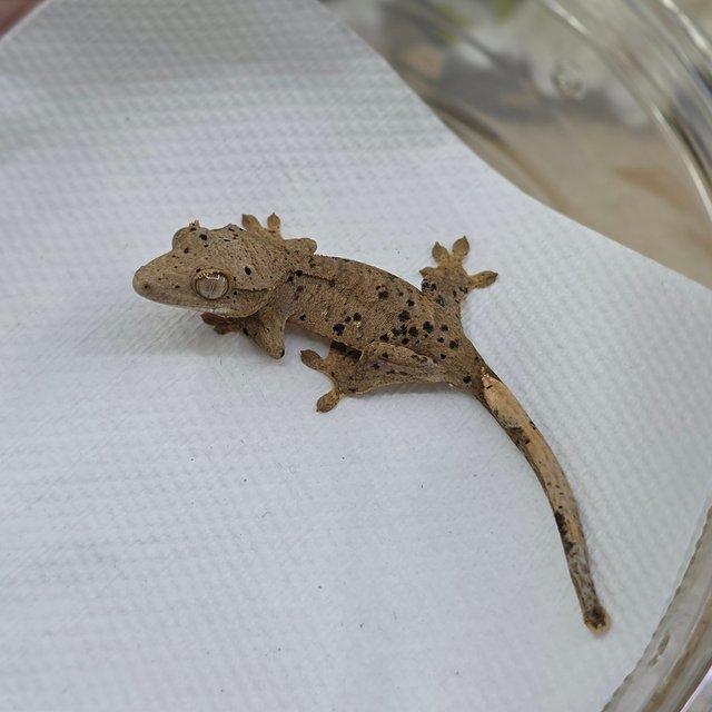 달마시안 슈퍼달마시안