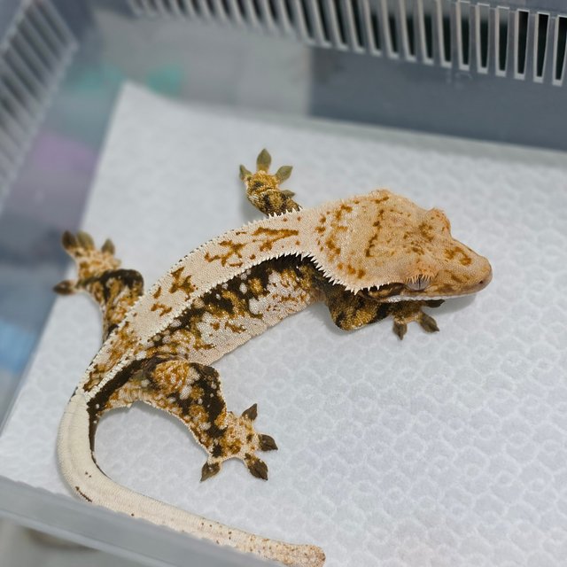 노멀 쿼드 드리피 화이트스팟 핀스트라이프