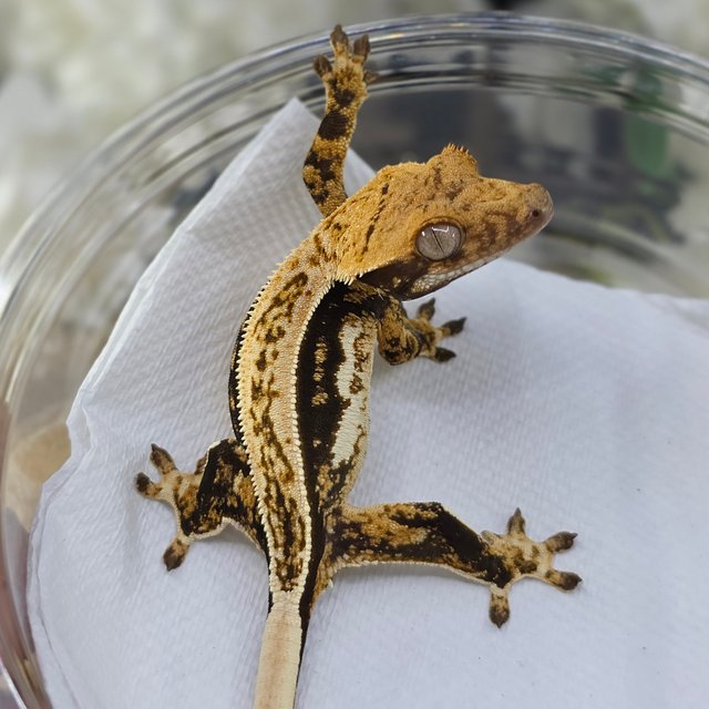 Tri Quad Full Pinstripe