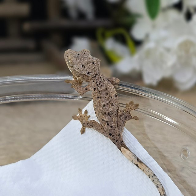 달마시안 슈퍼달마시안