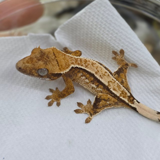 Quad Tri Drippy White Spot Normal