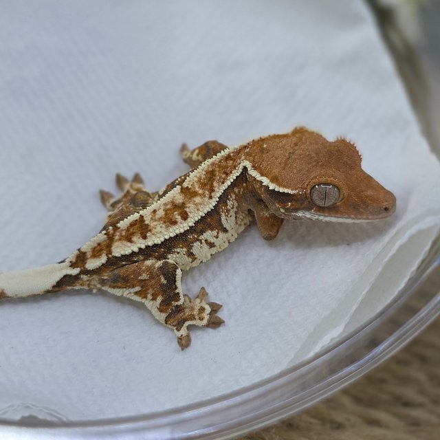 Cappuccino Tri Extreme Harlequin Pinstripe White Crown