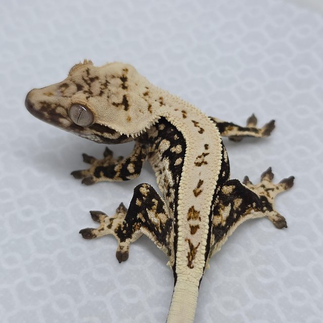 Tri Quad Full Pinstripe Drippy White Spot