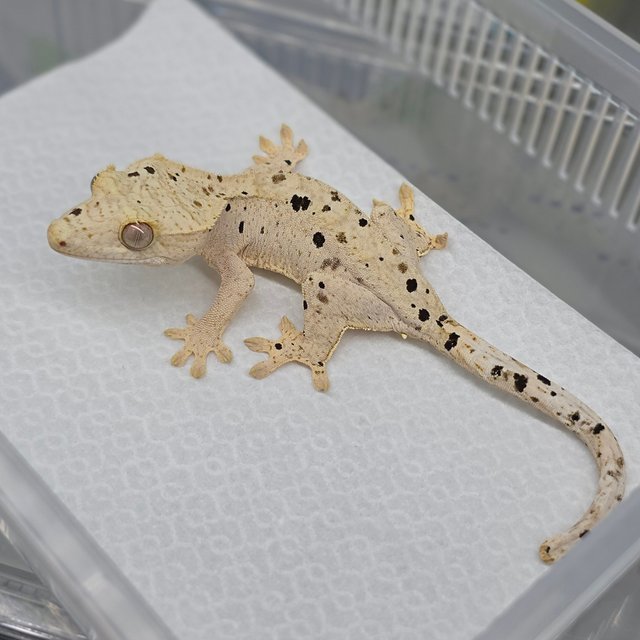 Dalmatian Super Dalmatian