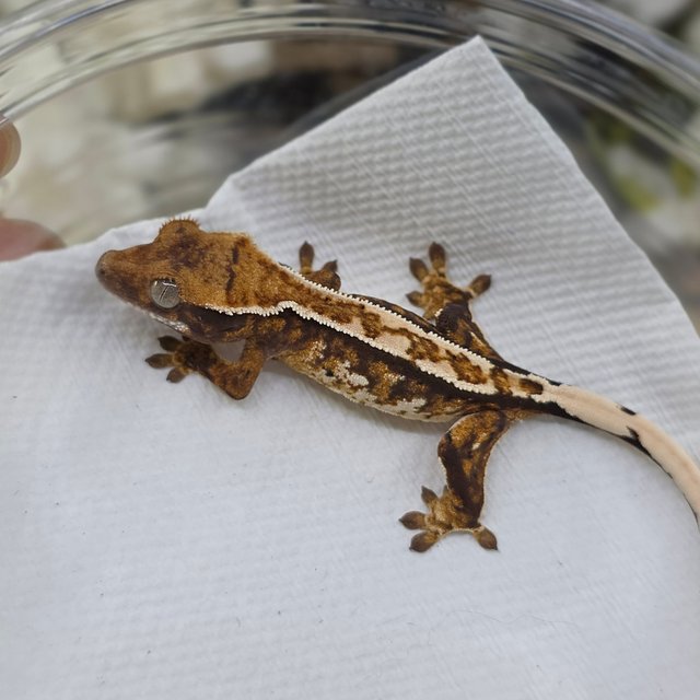 노멀 트라이 익스트림할리퀸 화이트스팟 화이트크라운 핀스트라이프