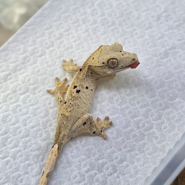 Super Dalmatian Dalmatian