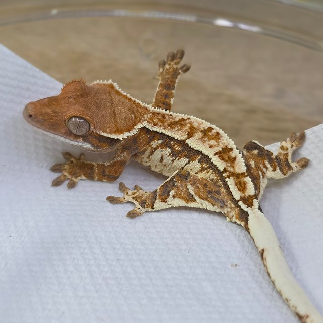 Cappuccino Tri Extreme Harlequin Pinstripe White Crown