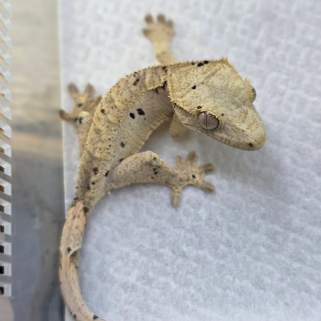 Super Dalmatian Dalmatian