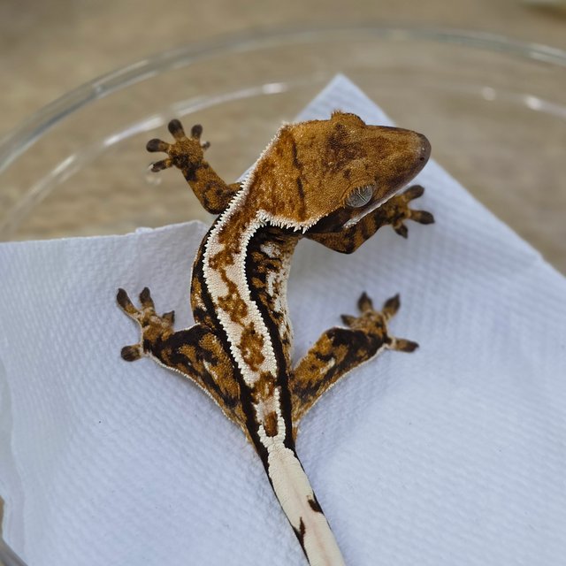 Normal Tri Extreme Harlequin White Crown Tangerine Pinstripe