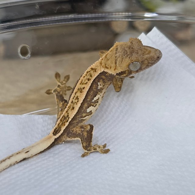 Normal Tri Quad Full Pinstripe Pinstripe