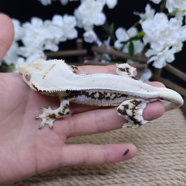 릴리화이트 트라이
