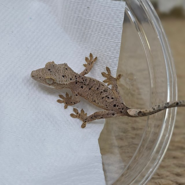 달마시안 슈퍼달마시안