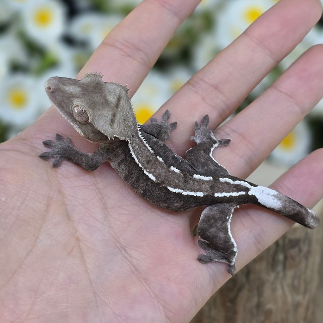 Axanthic Pinstripe
