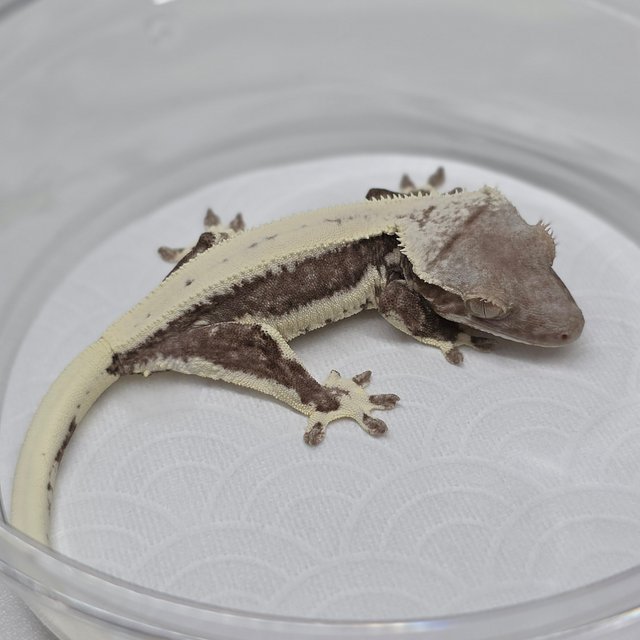 Lilly Axanthic