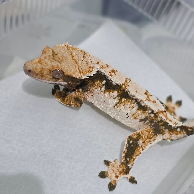 노멀 트라이 익스트림할리퀸 쿼드 드리피 화이트스팟