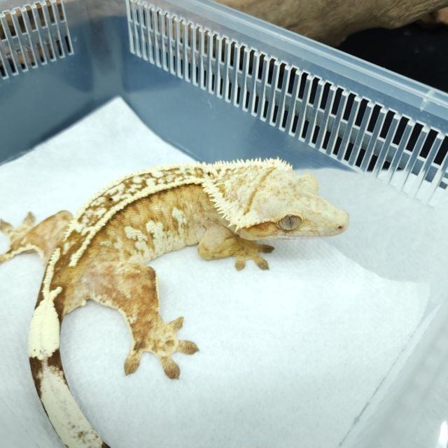 Creamsicle Pinstripe