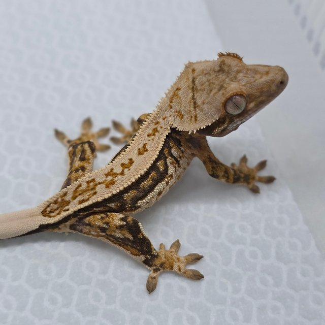 Normal Tri Quad Full Pinstripe