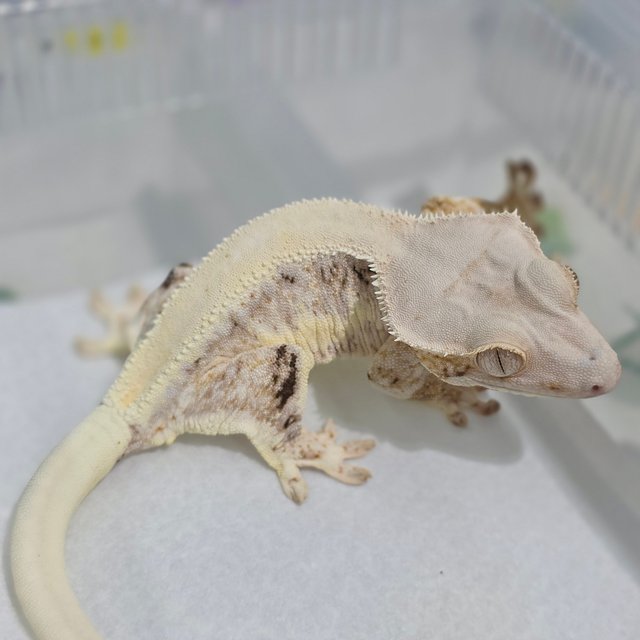 Lilly White Tri Solid Back