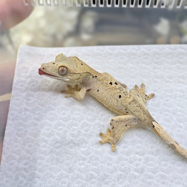 Super Dalmatian Dalmatian