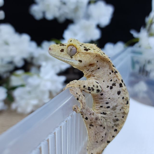 달마시안 슈퍼달마시안