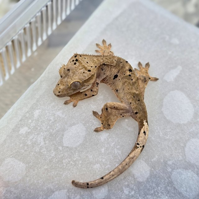 Dalmatian Super Dalmatian