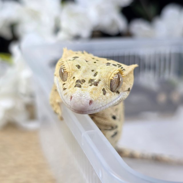 Dalmatian Super Dalmatian