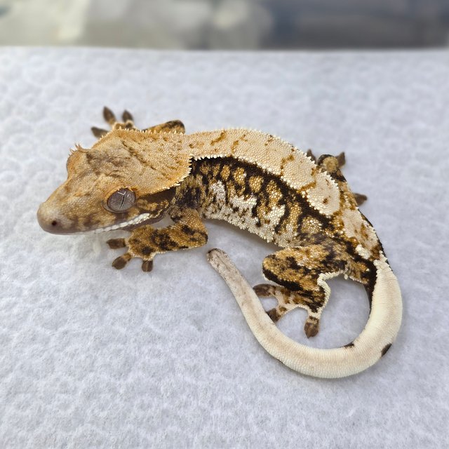 노멀 트라이 익스트림할리퀸 드리피 화이트스팟 핀스트라이프