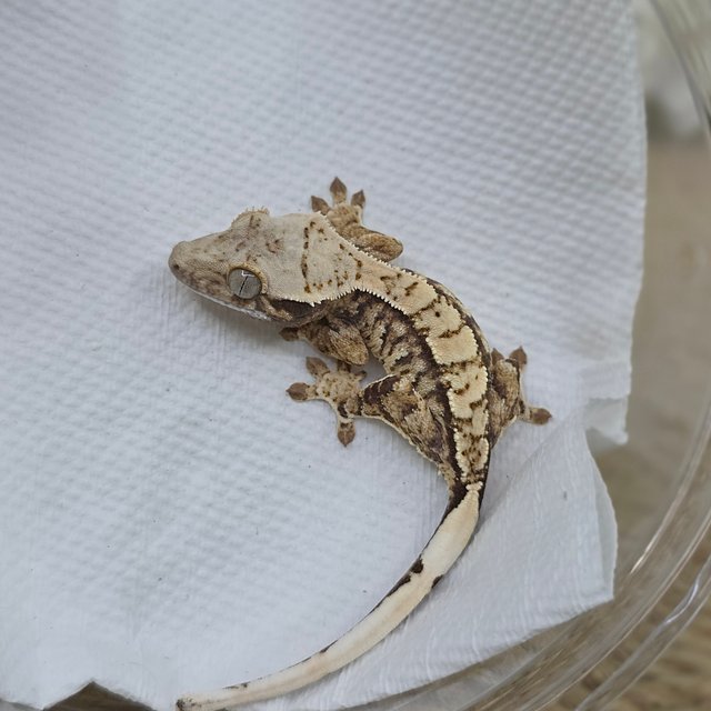 노멀 트라이 익스트림할리퀸 화이트스팟