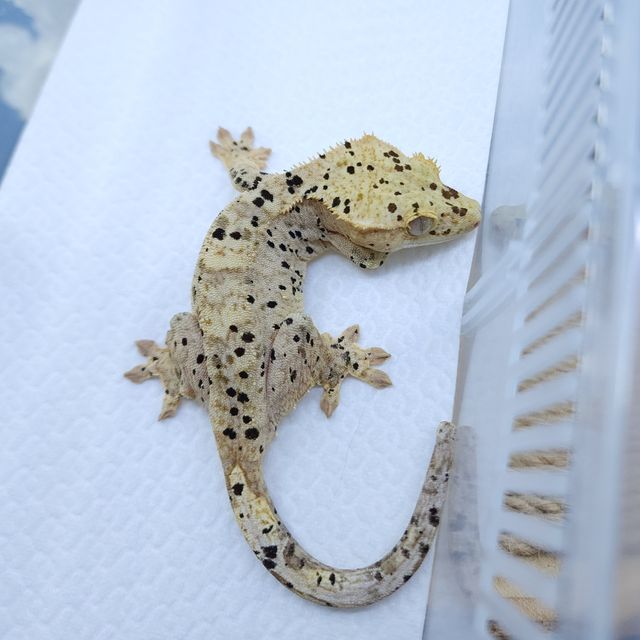 달마시안 슈퍼달마시안