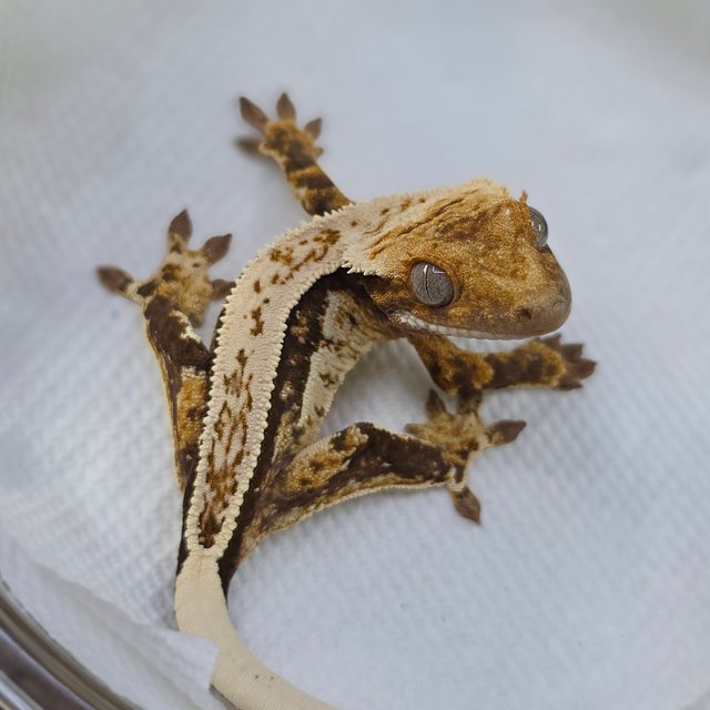 Normal Tri Quad Full Pinstripe White Spot