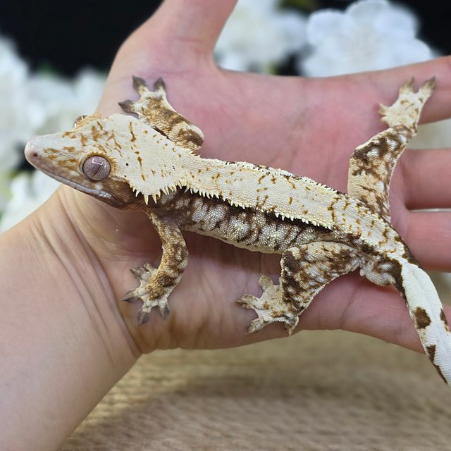 Cream Drippy White Spot