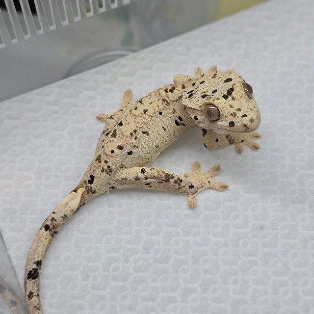 Dalmatian Super Dalmatian