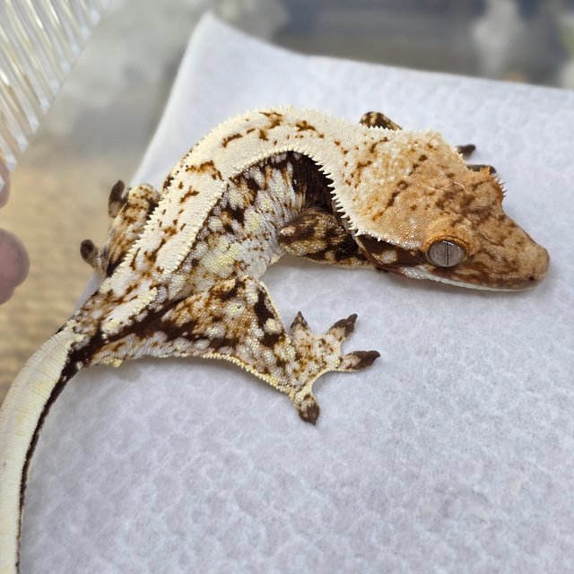 노멀 쿼드 드리피 화이트스팟 레드 핀스트라이프