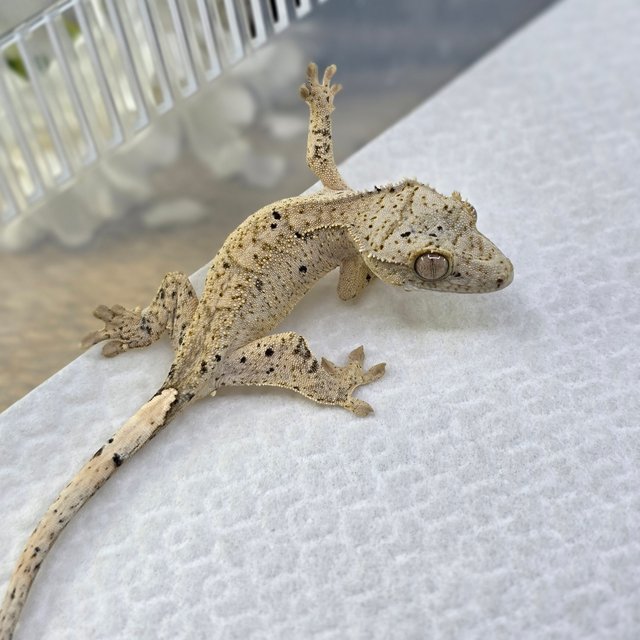 Dalmatian Super Dalmatian