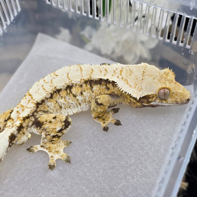 Normal Tri Extreme Harlequin Drippy White Spot