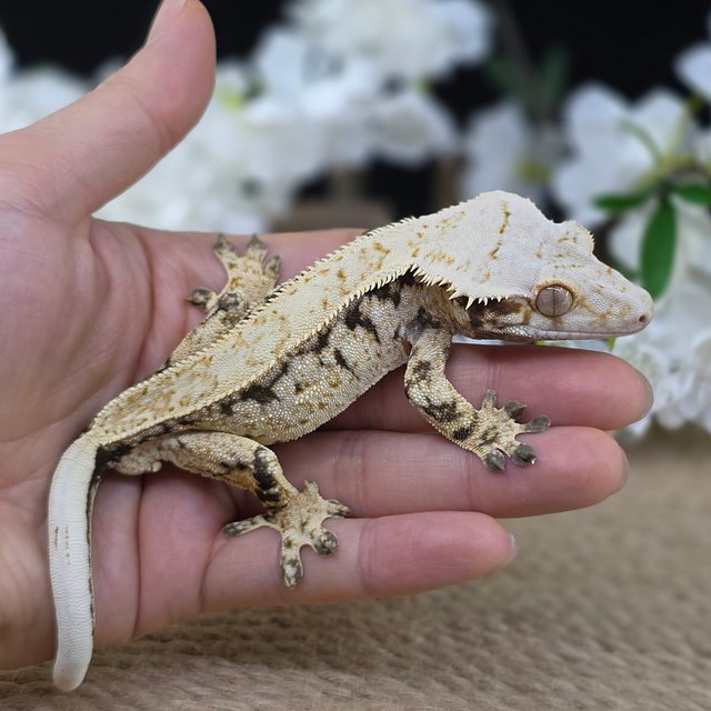 Normal Tri Pinstripe Drippy White Spot Quad