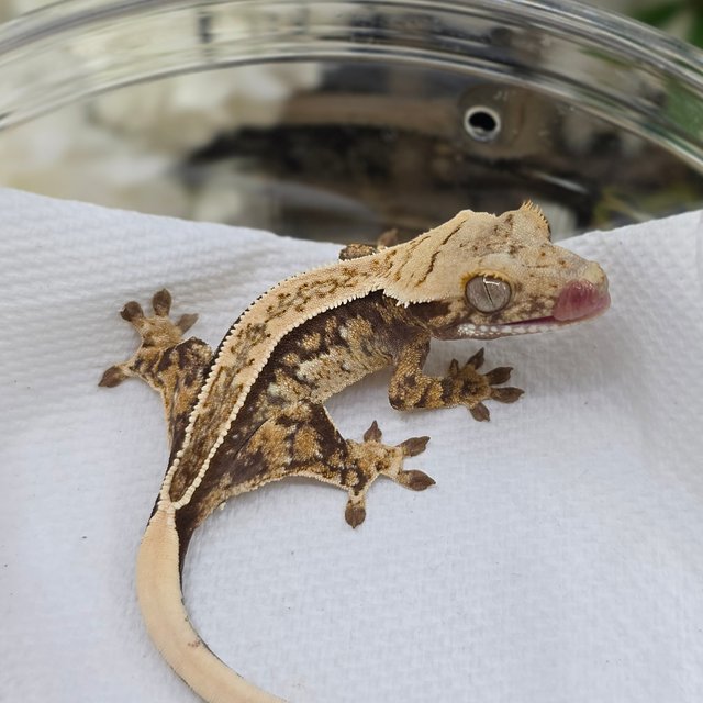 Normal Tri Quad White Spot Full Pinstripe Pinstripe