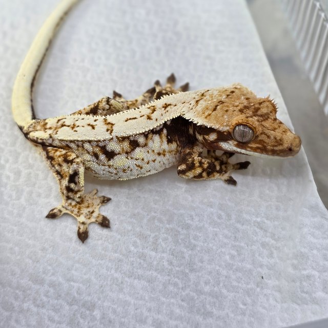 노멀 쿼드 드리피 화이트스팟 레드 핀스트라이프