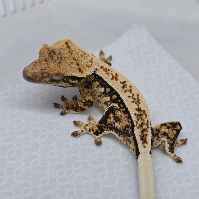 Tri Pinstripe Extreme Harlequin Quad Full Pinstripe Normal