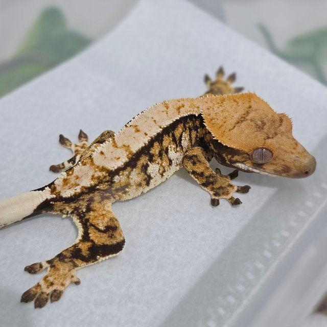 Normal Pinstripe Tri Drippy White Spot Extreme Harlequin