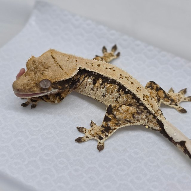 Tri Extreme Harlequin Drippy White Spot Pinstripe